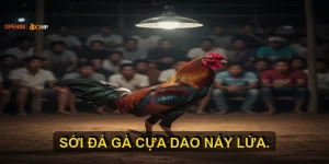 đá gà cựa dao open88