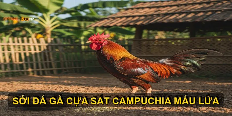 Kinh nghiệm Chọn và Nuôi dưỡng chiến kê cựa sắt