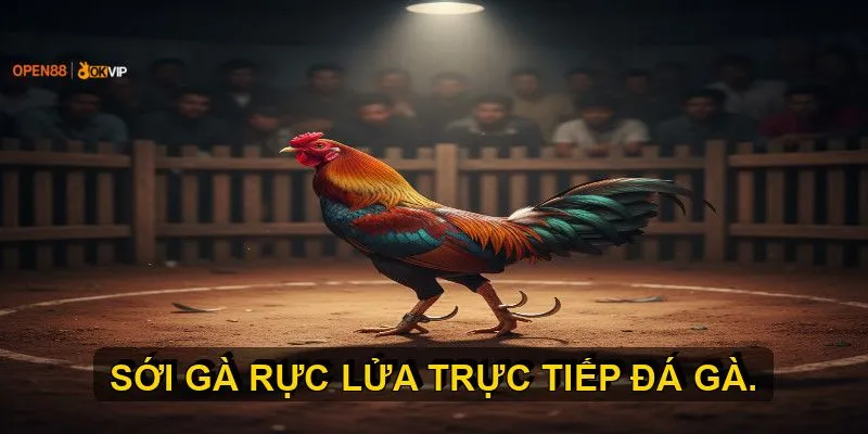 Phân loại các hình thức đá gà trực tiếp phổ biến hiện nay