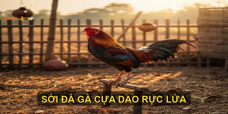 Đá Gà Cựa Dao OPEN88 – Chiến Thuật & Cá Cược An Toàn 1 Quy định cơ bản trong một trận đấu đá gà cựa dao chuyên nghiệp