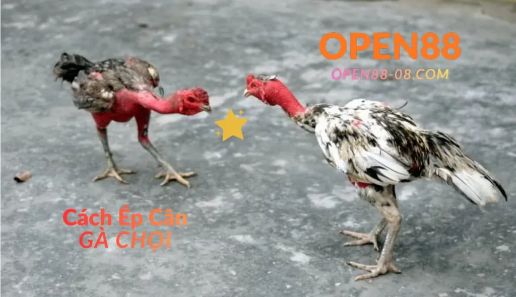 Cách Ép Cân Gà Chọi Đúng Kỹ Thuật 1 Cách ép cân gà chọi