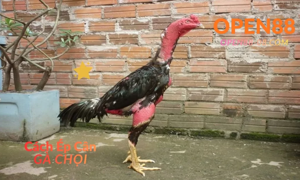 Cách Ép Cân Gà Chọi Đúng Kỹ Thuật 3 OPEN88 Cách ép cân gà chọi