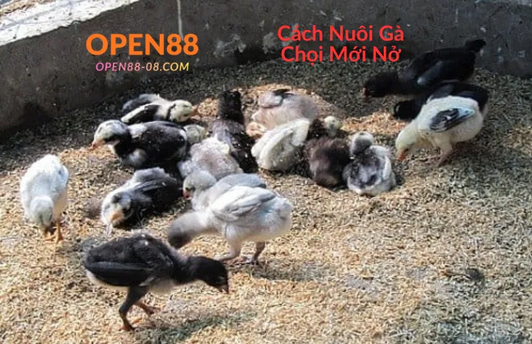 cách nuôi gà chọi