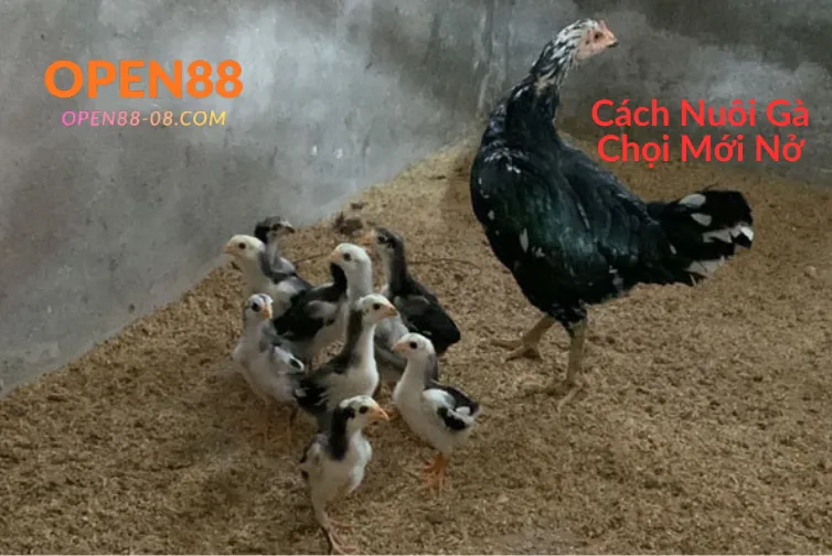 nuôi gà chọi mới nở