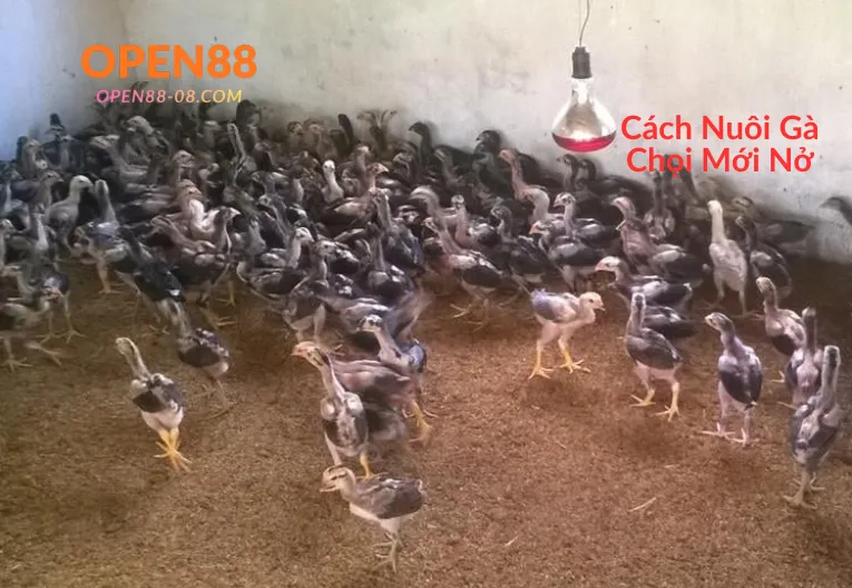 Cách Nuôi Gà Chọi Mới Nở Chuẩn Kỹ Thuật 1 open88 cách nuôi gà chọi mới nở